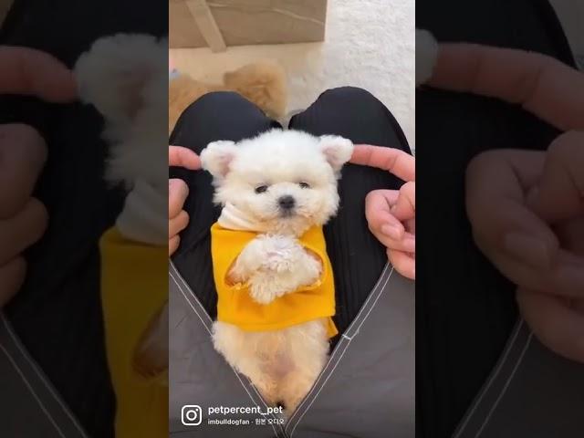 #부산강아지분양 #댕댕이 #부산고양이분양 ###