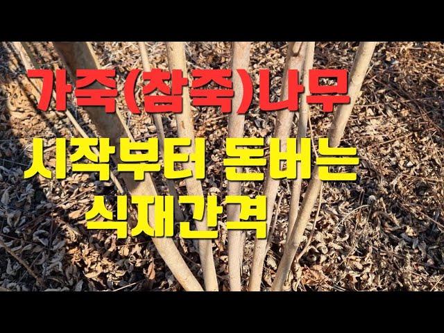 가죽나무(참죽나무) 알맞은 식재간격과 수익률의 상관관계