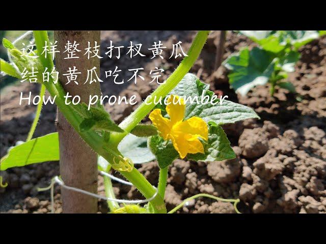 【我的有机小菜园】种植黄瓜一定要整枝打杈 掌握整枝打杈的方法 结的黄瓜吃不完