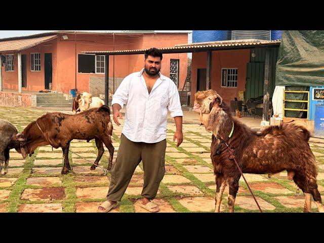 Razzak Sinan Goat Ranch Full Farm Tour | Palai & Bharai Service Available