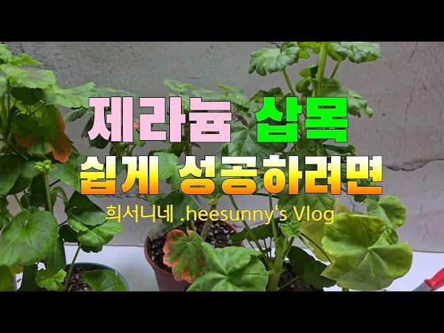 제라늄 겨울삽목  이렇게 쉽게쉽게 하세요#제라늄#반려식물#삽목#쉬운방법#gardening #제라늄키우기#한국제라늄