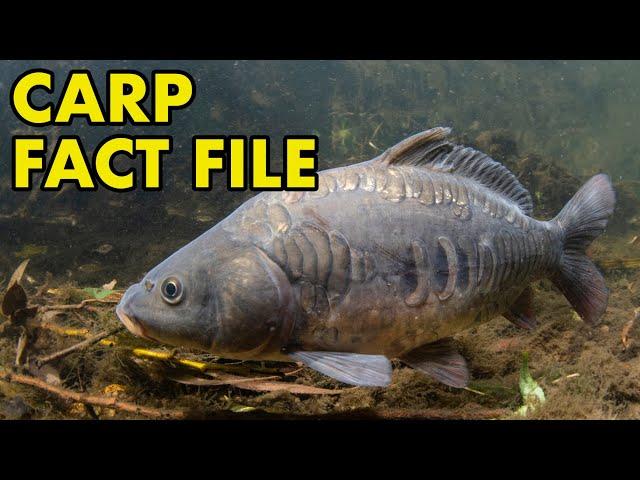 Carp: Fact File (British Wildlife Facts)