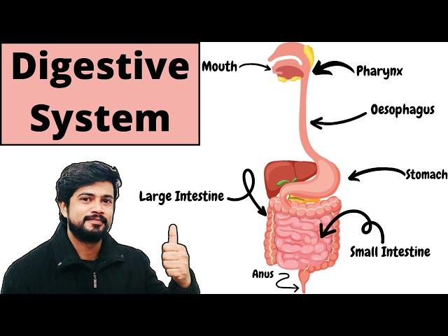 पाचन तंत्र | Digestive system Anatomy and Physiology | Hindi | Bsc Nursing | D pharma | B Pharmacy