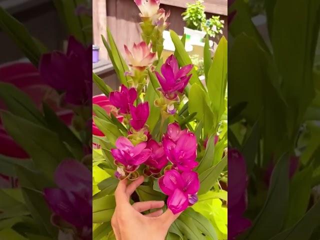 Que bellas son las flores de la cúrcuma! 🪴️ #plantas #plants #curcuma #beautiful #suscribete