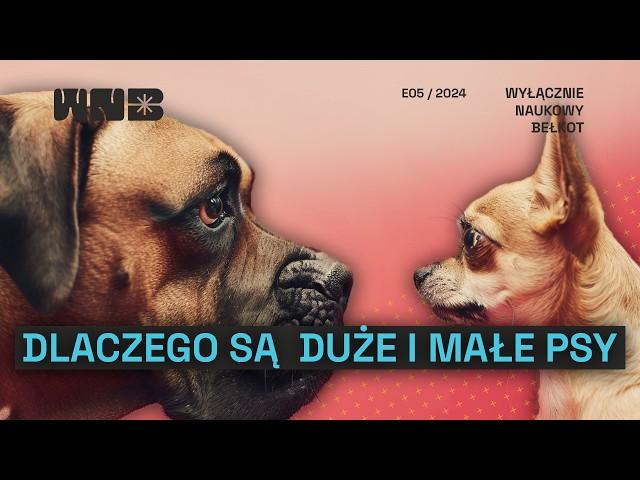 Dlaczego psy są duże i małe?