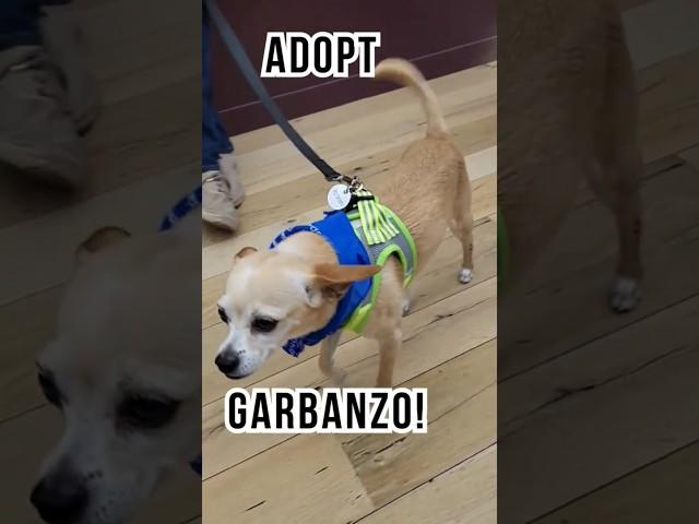 Adopt Garbanzo at Muttville, San Francisco!