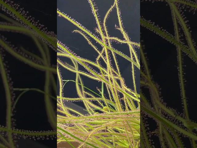 Drosera filiformis #食虫植物 #plants #観葉植物 #熱帯植物 #carnivorousplants #ドロセラ#モウセンゴケ