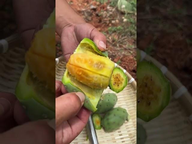 Freshly picked edible cactus #fruit #farming