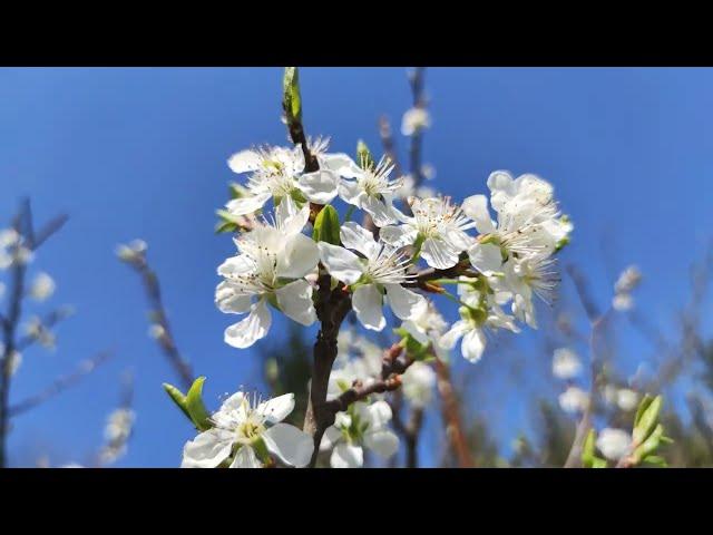 Vogelkirsche (Prunus avium) Große Grüne Reneklode Ringelotte 21. April Blüte Garten bestäuben Baum