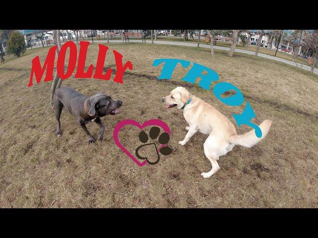 Labrador "Troy" & Cane Corso "Molly" - our new friend