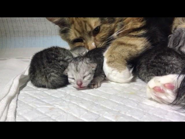 2 day old kitten hissing