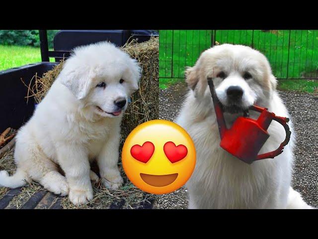 Great Pyrenees — Adorable And Hilarious Videos And Tik Toks Compilation