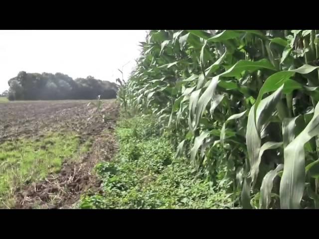 ASMR Walking Through a Corn Field