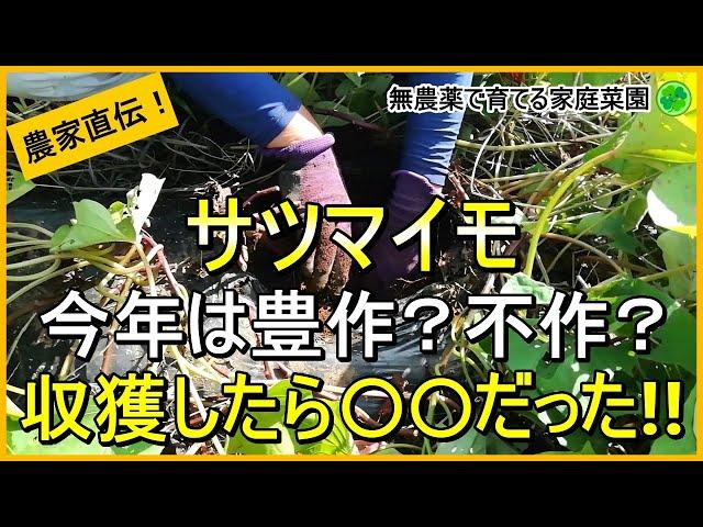 【サツマイモ】いよいよ本収穫！紅はるかを掘ってみた結果【有機農家直伝！無農薬で育てる家庭菜園】　24/9/24