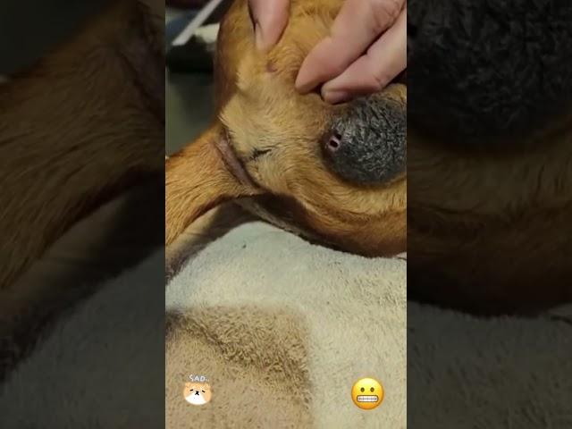 Rescue Dog mango-worms Removal 19