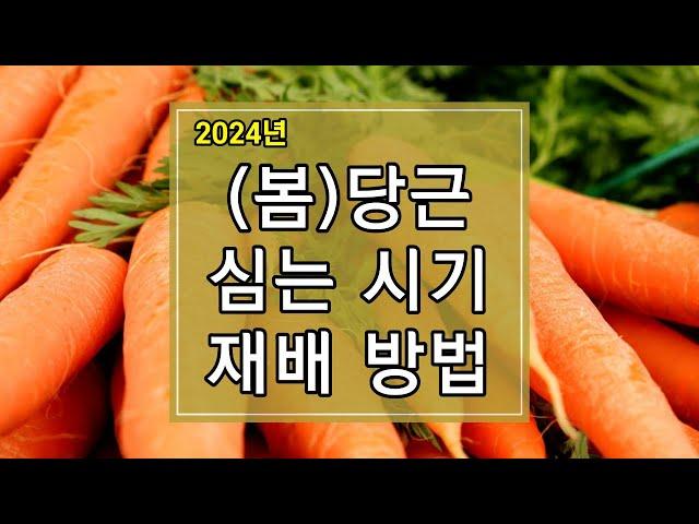 2024년 봄 당근 심는 시기 및 재배방법 알아보기