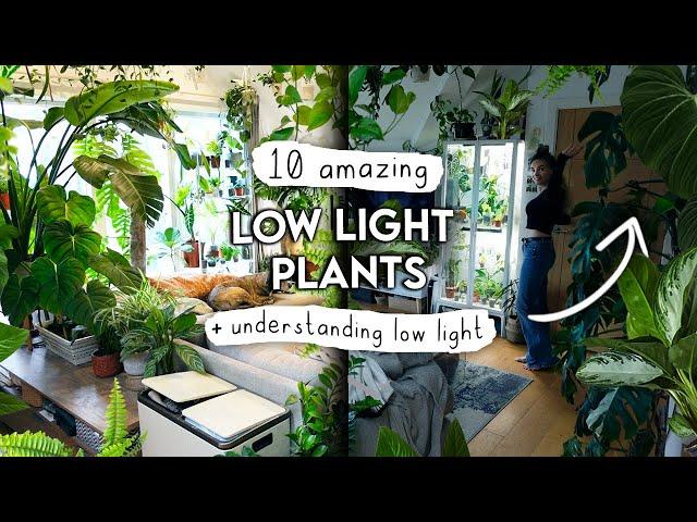 TOP 10 Low Light Houseplants + Understanding Low Light In Your Home 