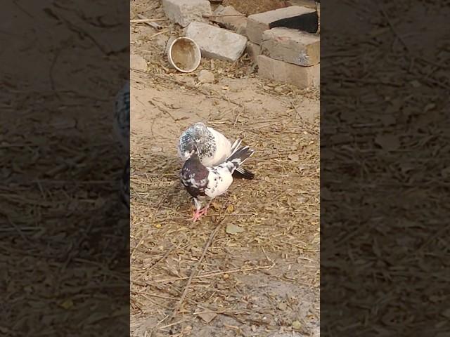 pigeon sounds | kabootar voice #pigeon #sound #birds #shorts