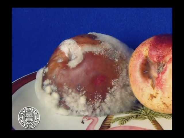 Brown rot of nectarines