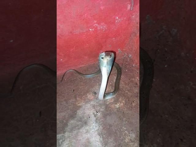 Baby cobra #shots #snake #snakehandling #cobra #venomoussnake