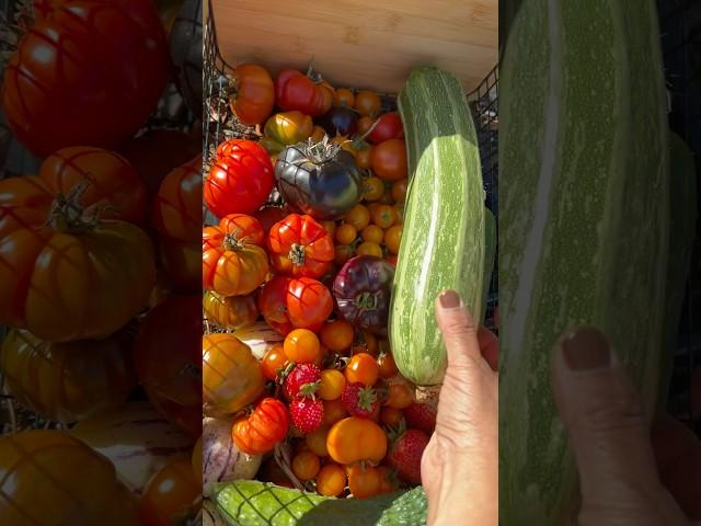 My backyard grocery haul. #growyourownfood #gardening #homegardening #backyardharvest