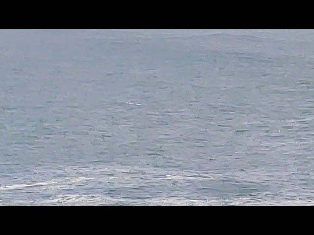 Whale watching, Port Hermanus, South Africa