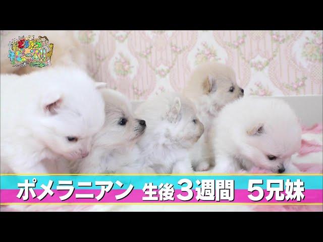 【子犬まとめ動画】ポメラニアンの赤ちゃん 5兄弟