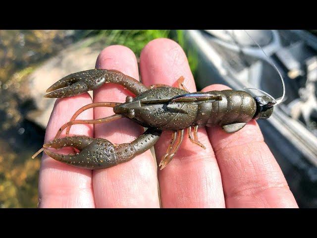 Catching ALL the Smallies!