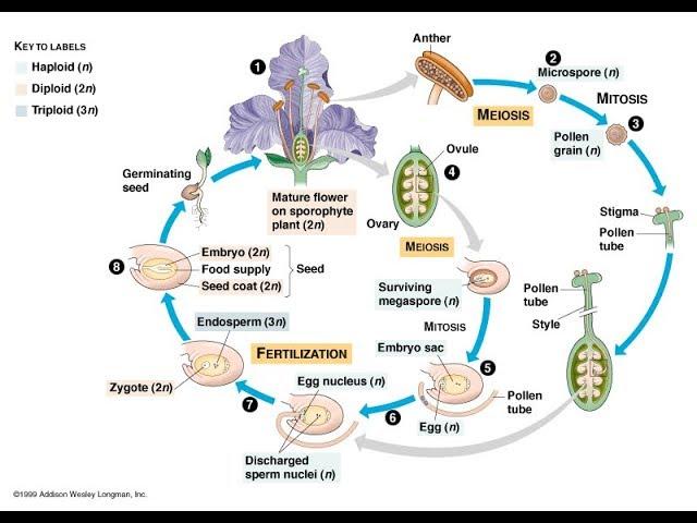 Sexual reproduction of Angiosperm 2017 new HD