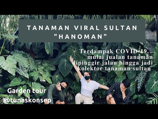 Tanaman viral sultan hanoman @tunaskonsep / garden tour