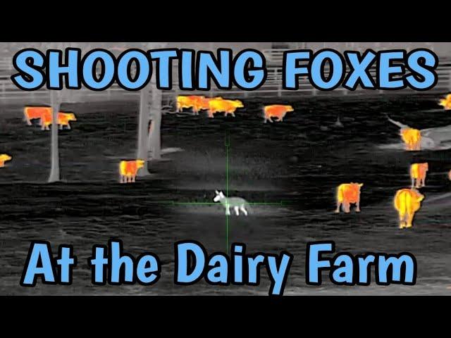 Shooting Foxes @ the Dairy Farm