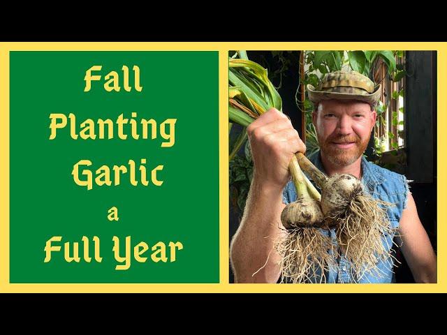 How To Grow PERFECT Garlic - Epic Garlic Harvest -WATCH NOW To Plant In The Fall Time!