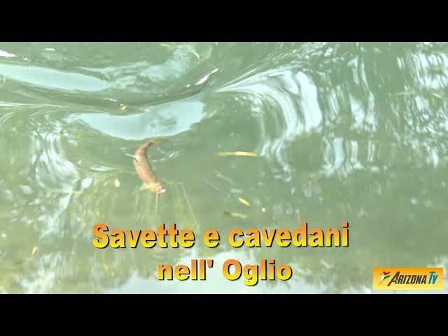 MONDO PESCA - SAVETTE E CAVEDANI NELL'OGLIO - PESCA SPORTIVA - LIVELLO  SICCITA' SUL FIUME OGLIO  -