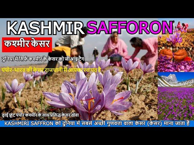 Kashmiri Kesar (Saffron) | Saffron Price | Pampore Kesar Village |  Kashmir Capital of Kesar | Kesar