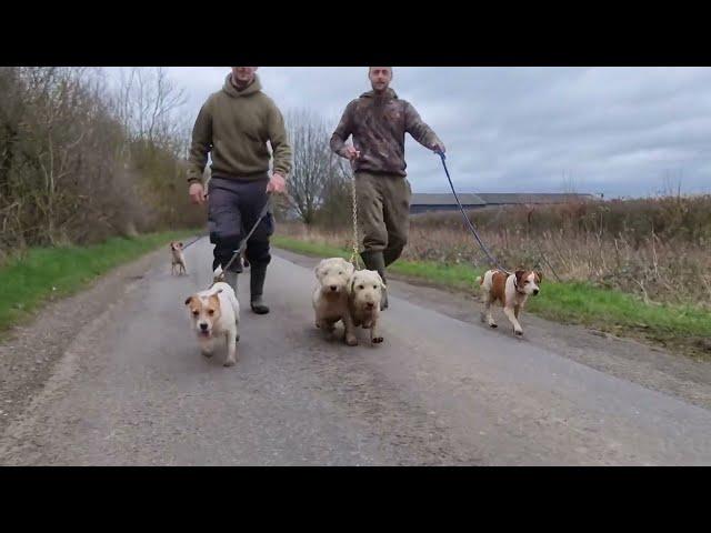 terriers working the cover hard