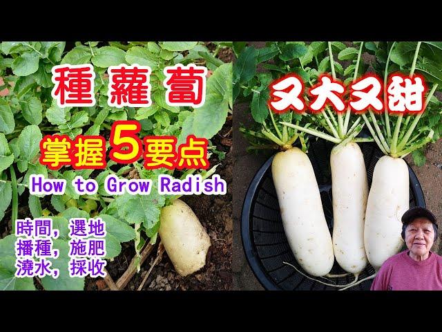 How to grow radish, 5 tips to grow big and beautiful radishes (Click CC to see English Subtitles)