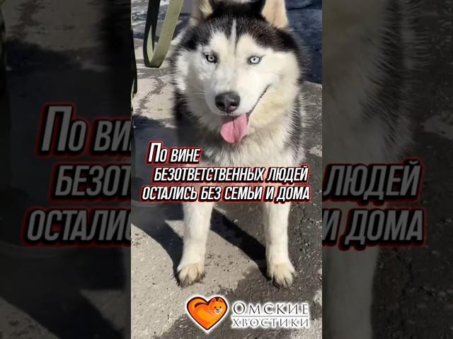 По вине безответственных людей остались без семьи и дома... | Хаски #приют #животные #помощь #добро