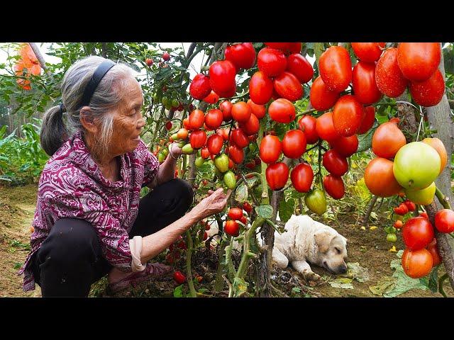 番茄醬不用出去買了，25斤番茄3斤糖出8斤醬，比買的還好吃｜Grandma's homemade ketchup and gourmet food｜广西 美食｜ 玉林阿婆