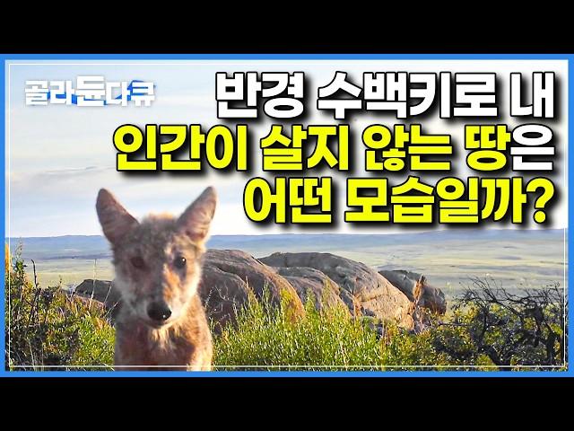 겨울 영하 50도 여름 영상 50도, 인간이 밟을 수 없는 땅에 카메라를 설치했더니 찍힌 놀라운 광경들｜지구상 최후의 오지｜다큐프라임｜#골라듄다큐