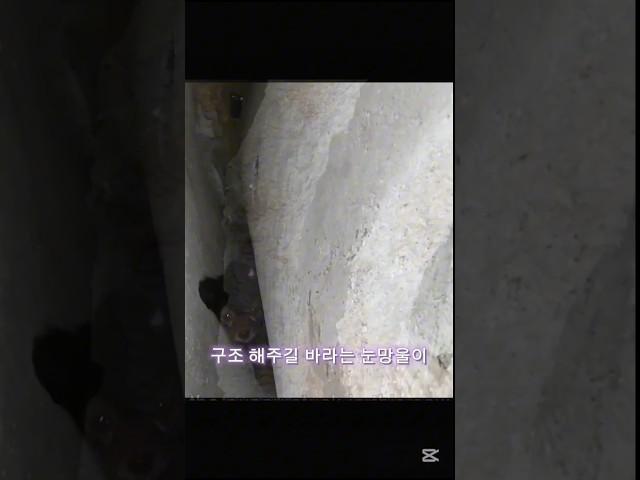 돌틈에 갇힌 강아지