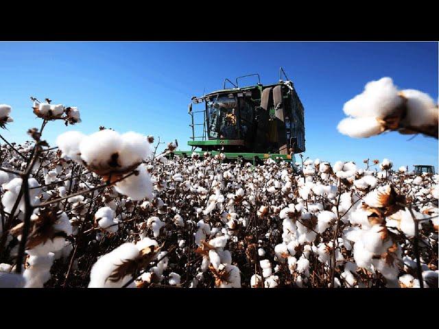 How Cotton Processing in Factory, Cotton Cultivation - Cotton Farming and Harvest