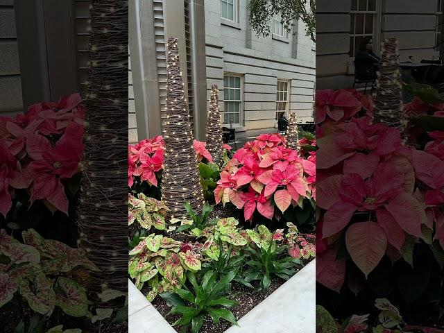 Gorgeous holiday decor and plants at the Kogod Courtyard courtesy of Smithsonian Gardens crew.