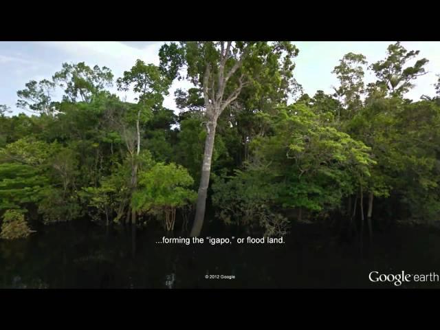 Street View for the Amazon - Tour of the Rio Negro