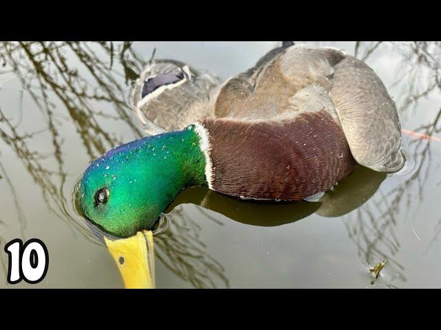 SOLO afternoon Duck Hunt MALLARDS In CLOSE! | Duck Hunting 2024