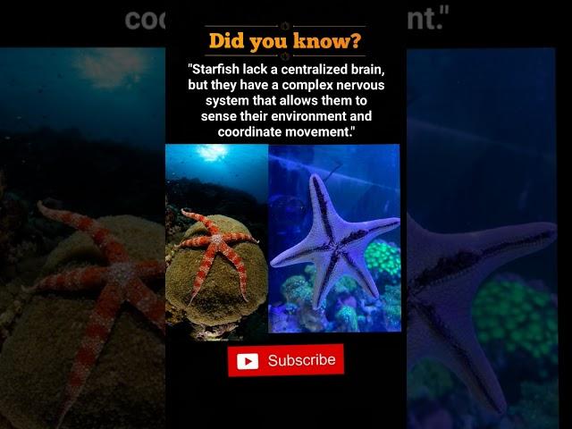 Starfish Nervous System Explained – No Brain, Still Smart! #shorts #shortsviral