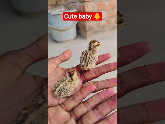 titara ke bachache  #youtube #trend #baby #shorts