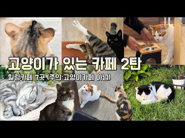 고양이가 있는 카페 모음 2탄고양이 좋아하는 사람들 보세요! (추천카페 7곳,카페나들이,고양이카페 아님)