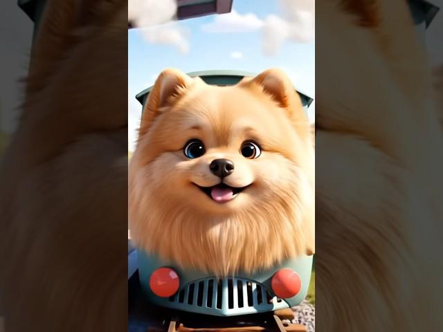 This Fluffy Pomeranian Train Will Melt Your Heart  | SUBSCRIBE Now!