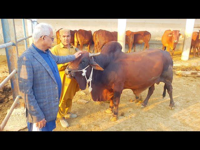 Worlds First Ever Red Sindhi Farm |Complete Documentary and Informative Interview with Dr Mohan Lal