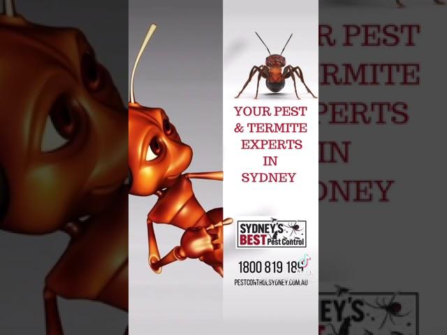 Your pest & termite experts in Sydney   Need help with any pest or termite issue   Call us on 1800 8